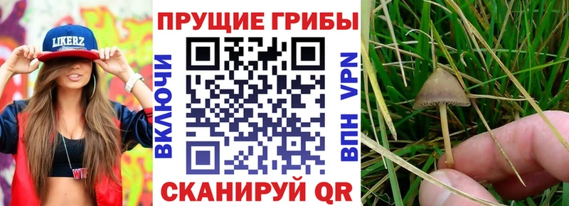 Галлюциногенные грибы Psilocybe  наркота  Соликамск 