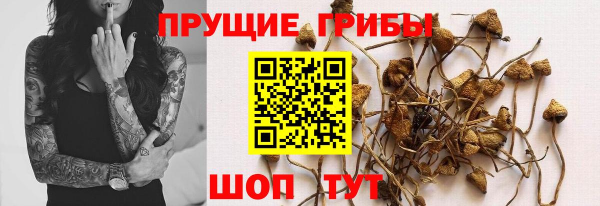Псилоцибиновые грибы Cubensis  Галлюциногенные грибы Psilocybine cubensis  Соликамск  Вход с VPN 